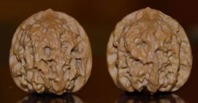 原生品狼牙山狮子头