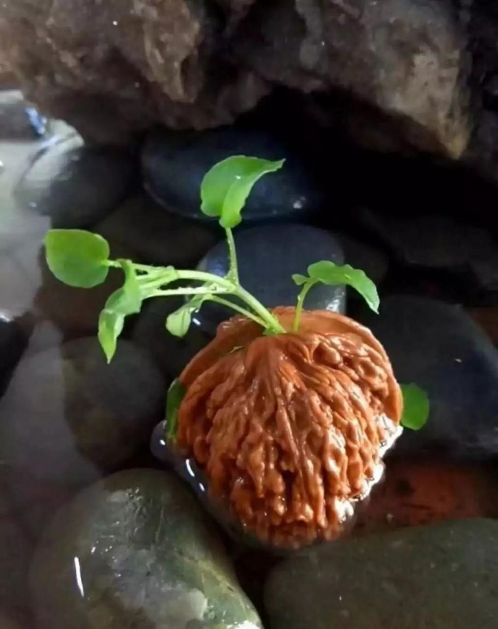 %title插图%num %title插图%num