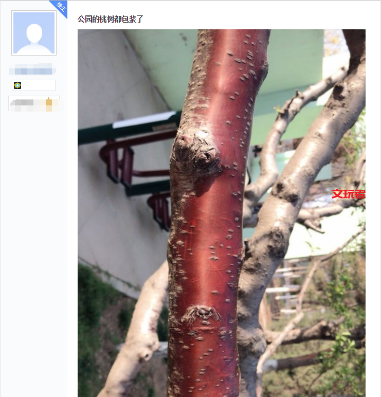 听说这是文玩人眼中的春天