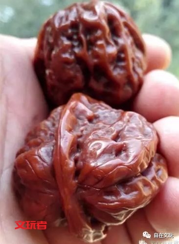 核桃圈里最坑人的品种----蛤蟆头